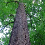 OAK BOMBS: Baker’s 13 Year / Elijah Craig Barrel Proof / Four Roses OESK / Knob Creek 14 Year / Woodinville Cask Strength